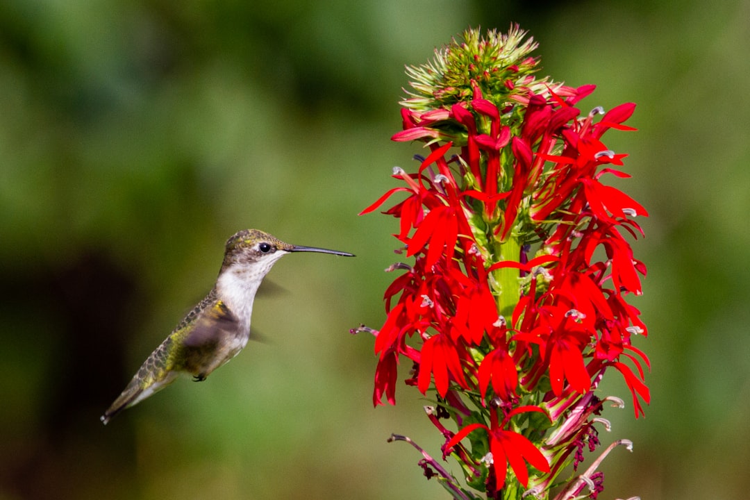 Cardinal Flower - Nature's Red Carpet