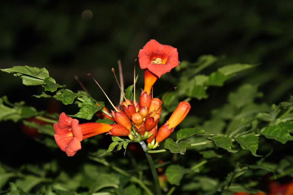 Trumpet Vine - The Climbing Champion (image credits: flickr)
