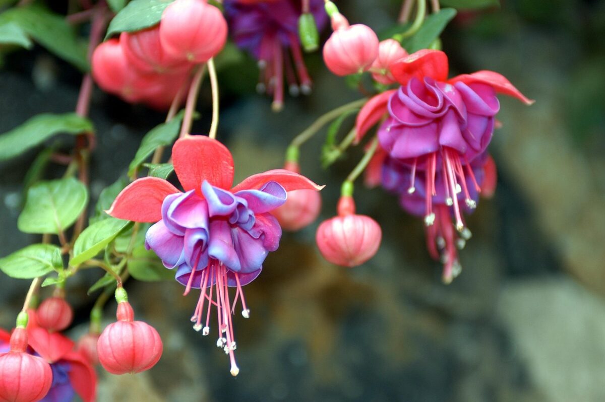 Fuchsia - The Elegant Dangler