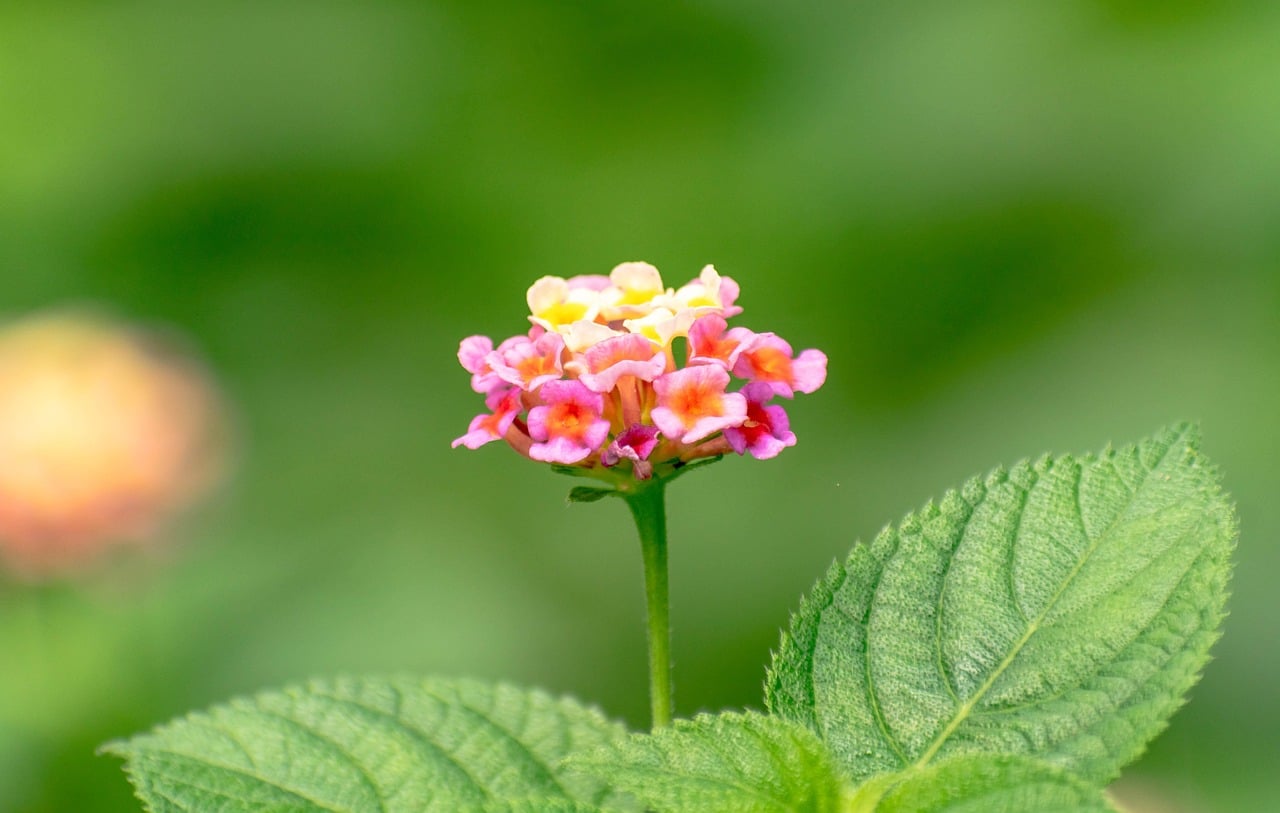 Lantana - The Heat-Loving Crowd-Pleaser (image credits: pixabay)