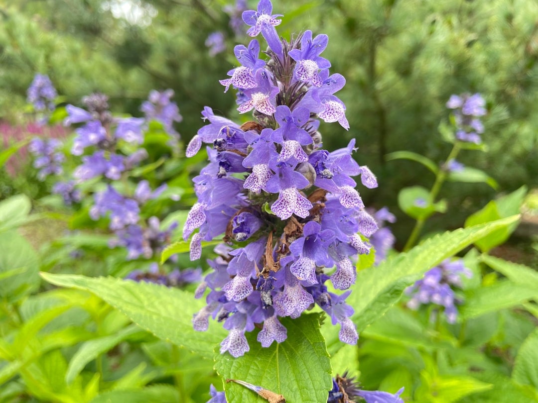 Catmint - The Long-Blooming Beauty (image credits: unsplash)