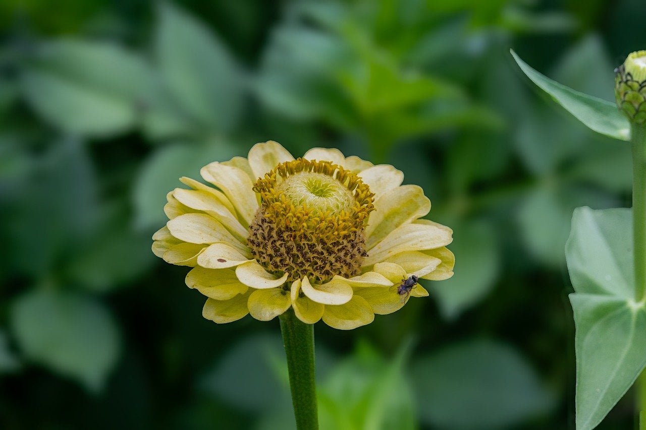 Zinnia - The Easy-Going Annual (image credits: pixabay)