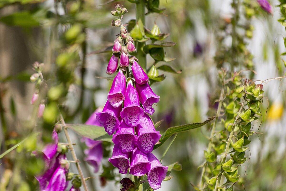 Foxglove - The Stately Spike