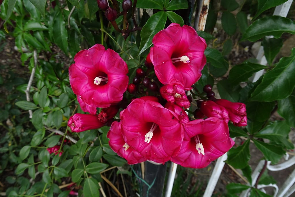 Cardinal Climber - The Rapid Rambler (image credits: flickr)