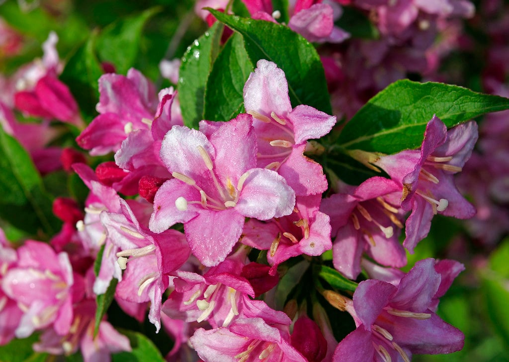 Weigela - The Shrubby Showstopper (image credits: flickr)