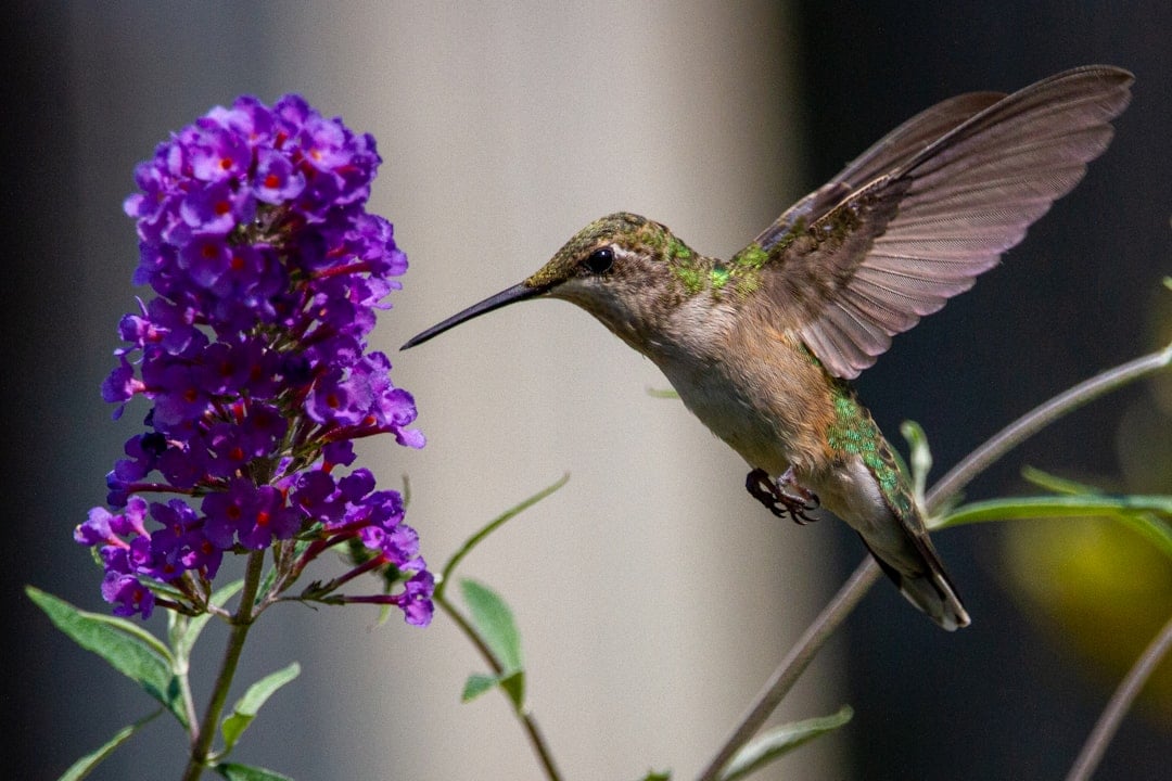 Butterfly Bush - The Multi-Purpose Marvel (image credits: unsplash)