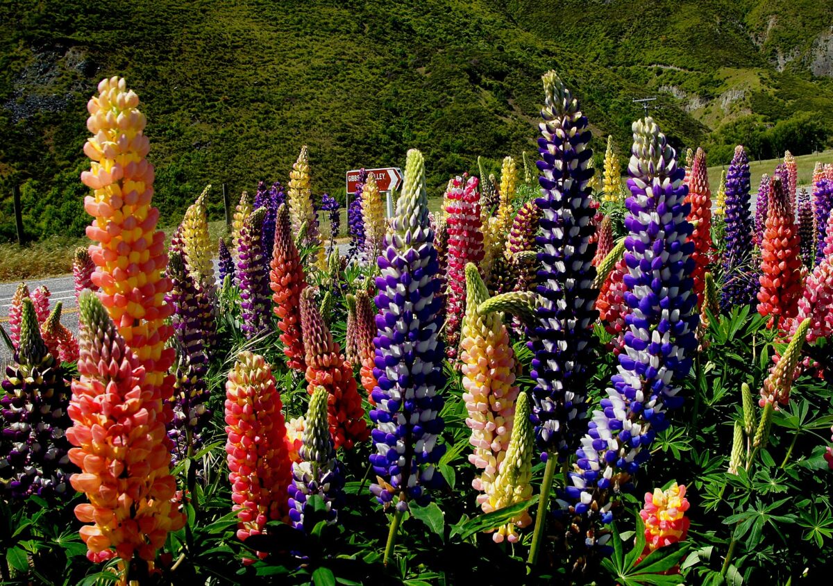 Lupine - The Towering Spikes