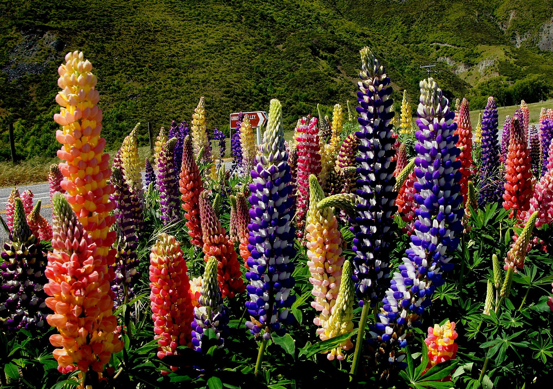 Lupine - The Towering Spikes (image credits: wikimedia)