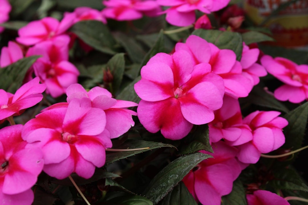 Impatiens - The Shade Lover's Dream (image credits: unsplash)