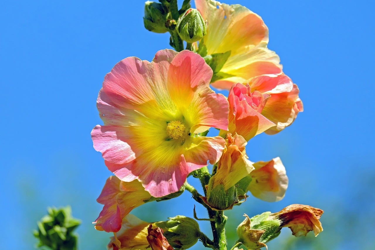Hollyhock - The Cottage Garden Classic (image credits: pixabay)