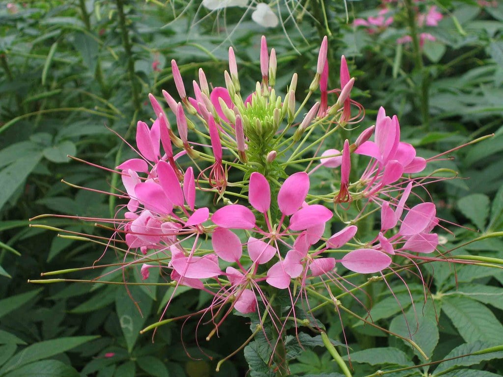 Cleome - The Spider Flower Sensation (image credits: flickr)
