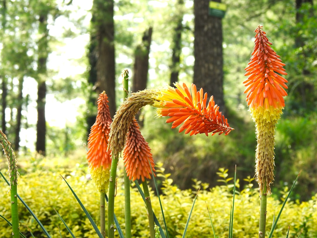 Red Hot Poker - The Architectural Wonder