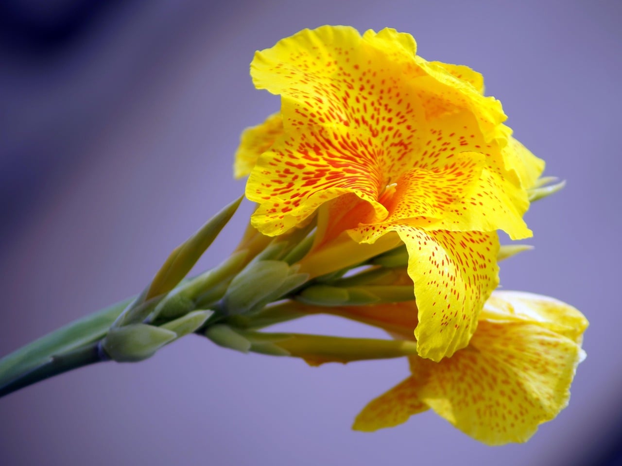 Canna - The Tropical Stunner (image credits: pixabay)