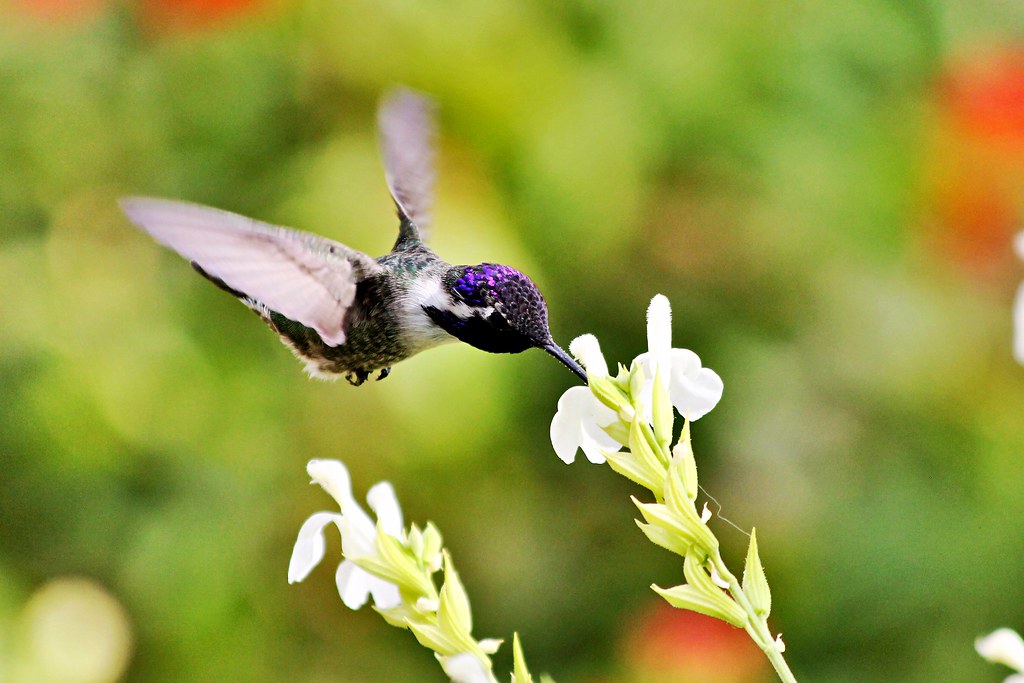 Creating Your Hummingbird Haven
