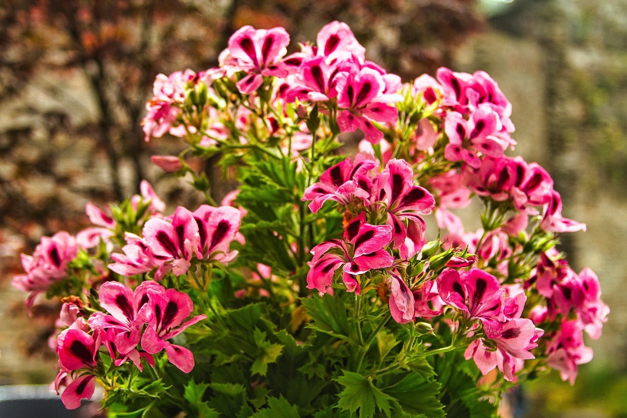 Scented Geraniums: Nature's Living Potpourri (image credits: pixabay)