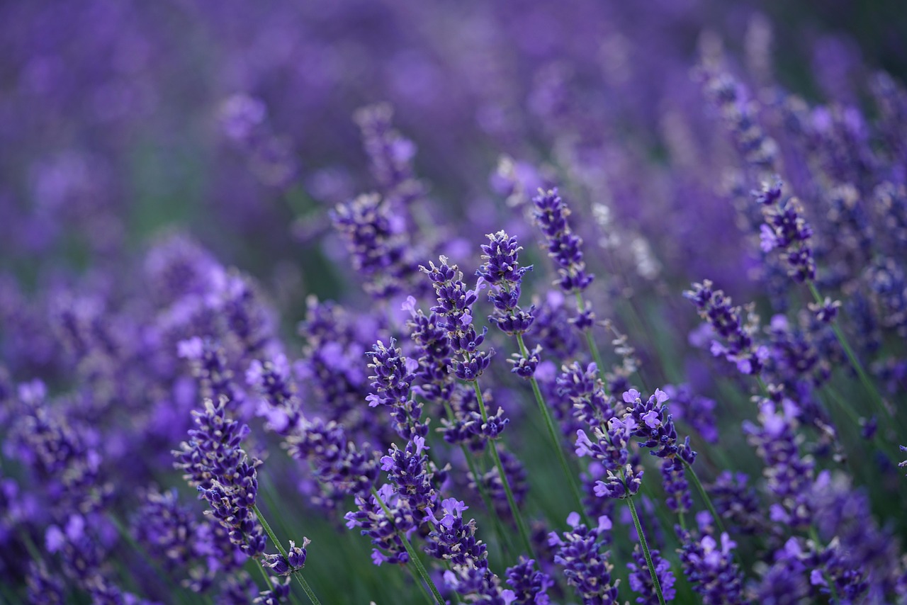 Lavender: The Ultimate Stress-Buster (image credits: pixabay)