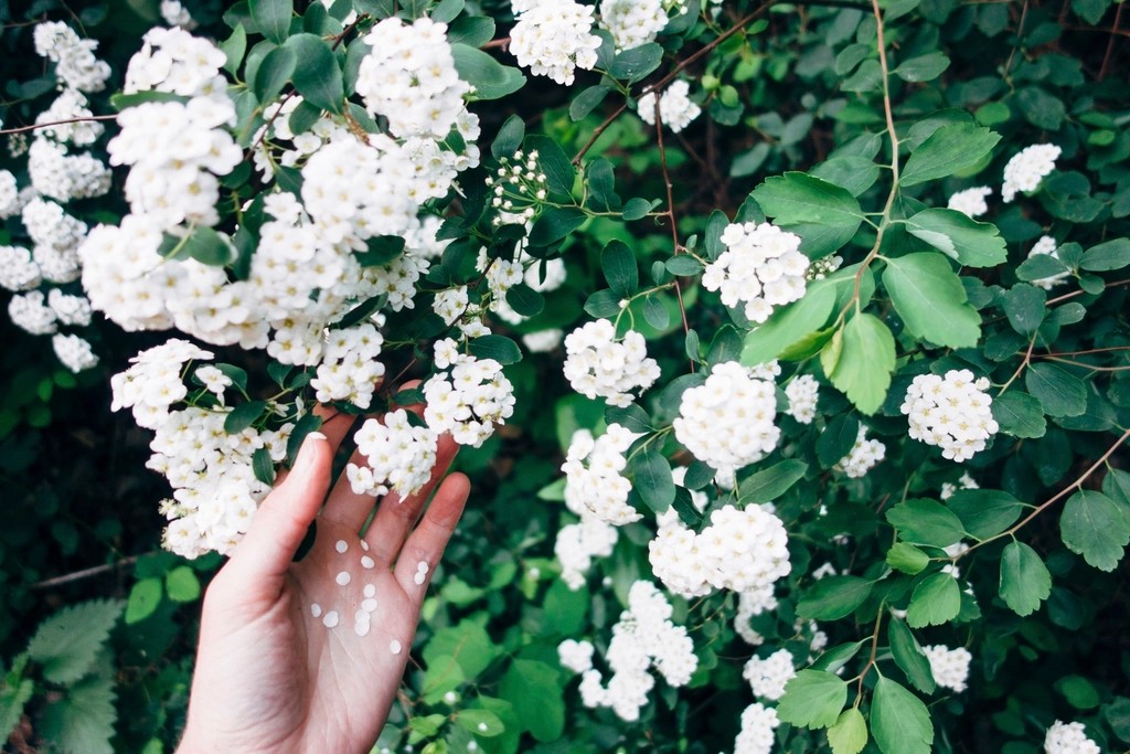 Jasmine: Evening's Sweet Embrace (image credits: rawpixel)