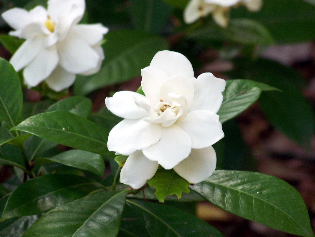 Gardenias: The Showstoppers (image credits: flickr)