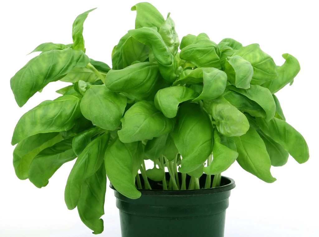 Basil: The Culinary Aromatherapist (image credits: rawpixel)