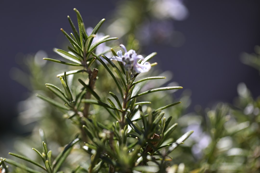 Rosemary: The Pine-Scented Memory Enhancer (image credits: unsplash)