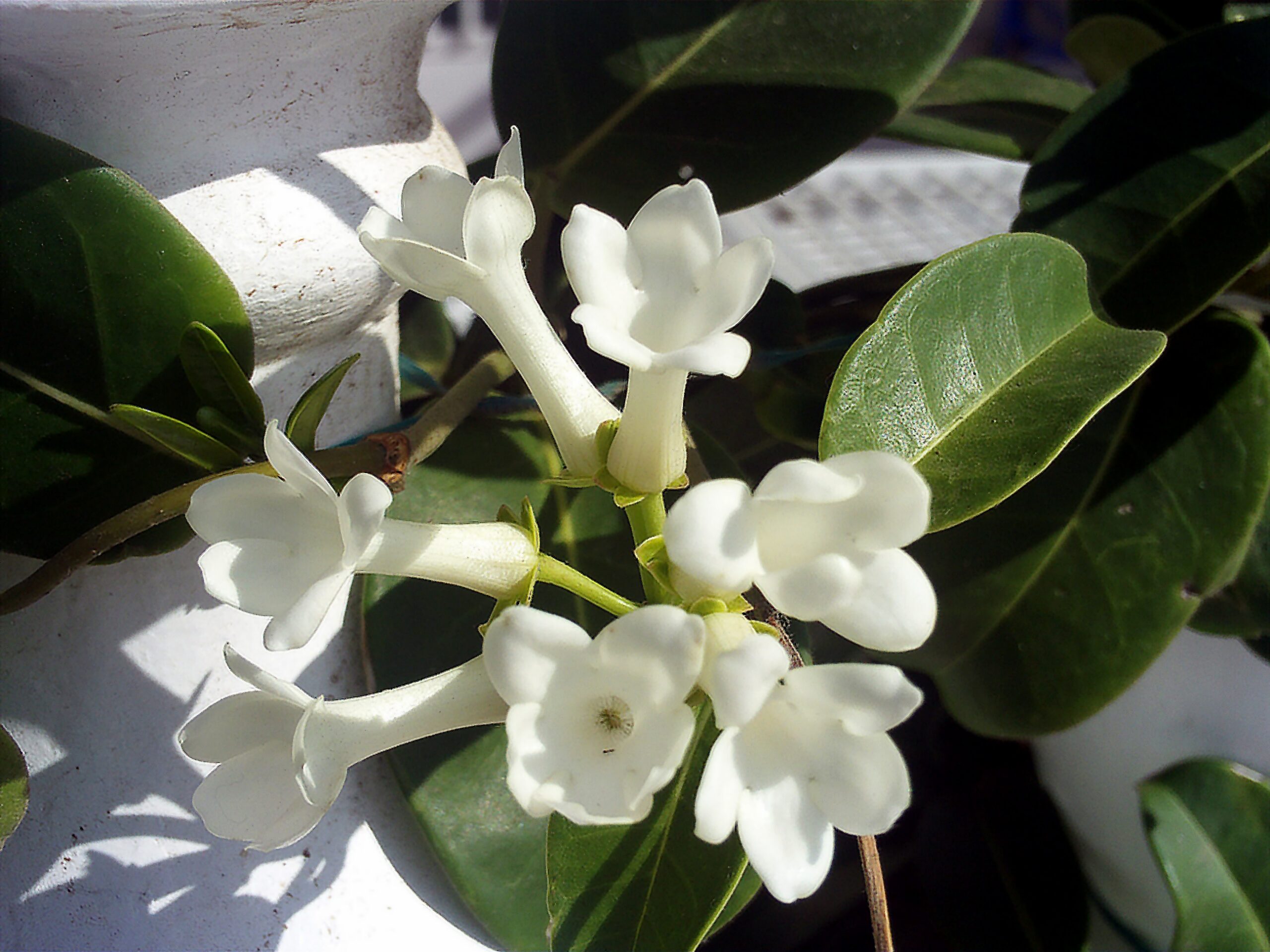 Stephanotis: The Bridal Beauty (image credits: wikimedia)