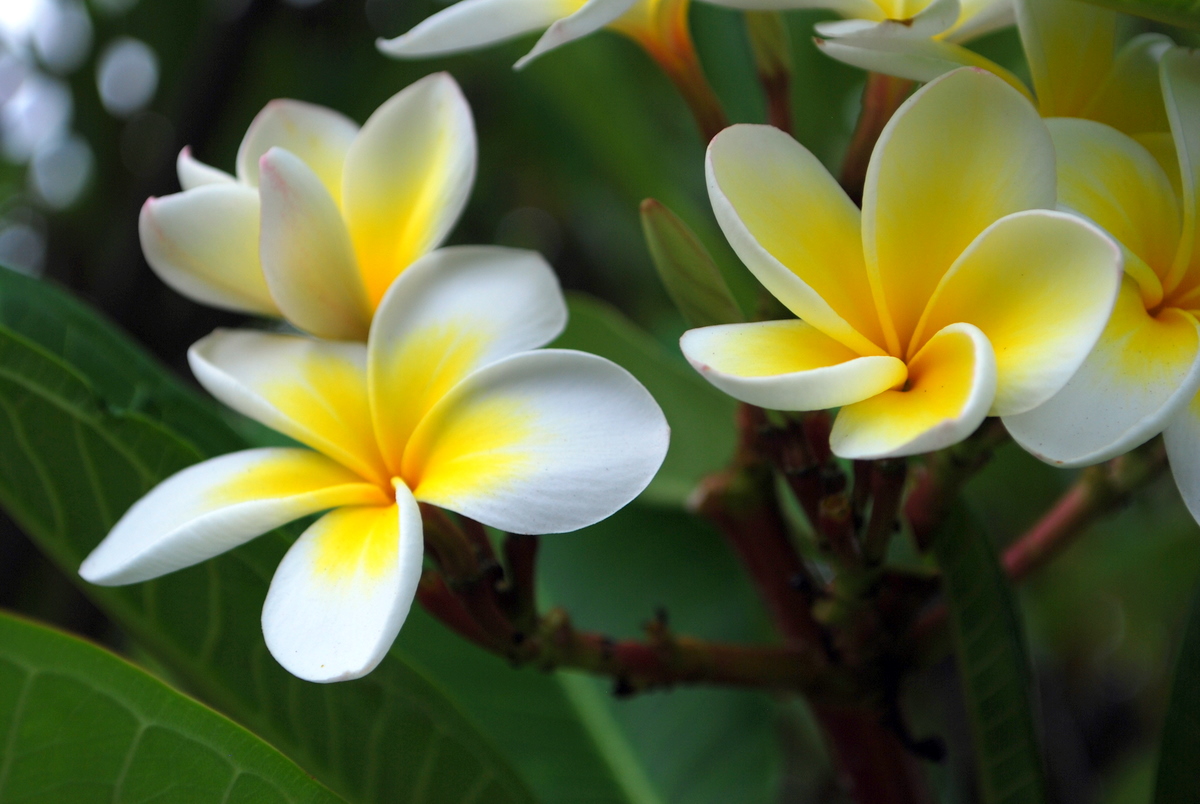 Plumeria: The Tropical Paradise Maker (image credits: wikimedia)