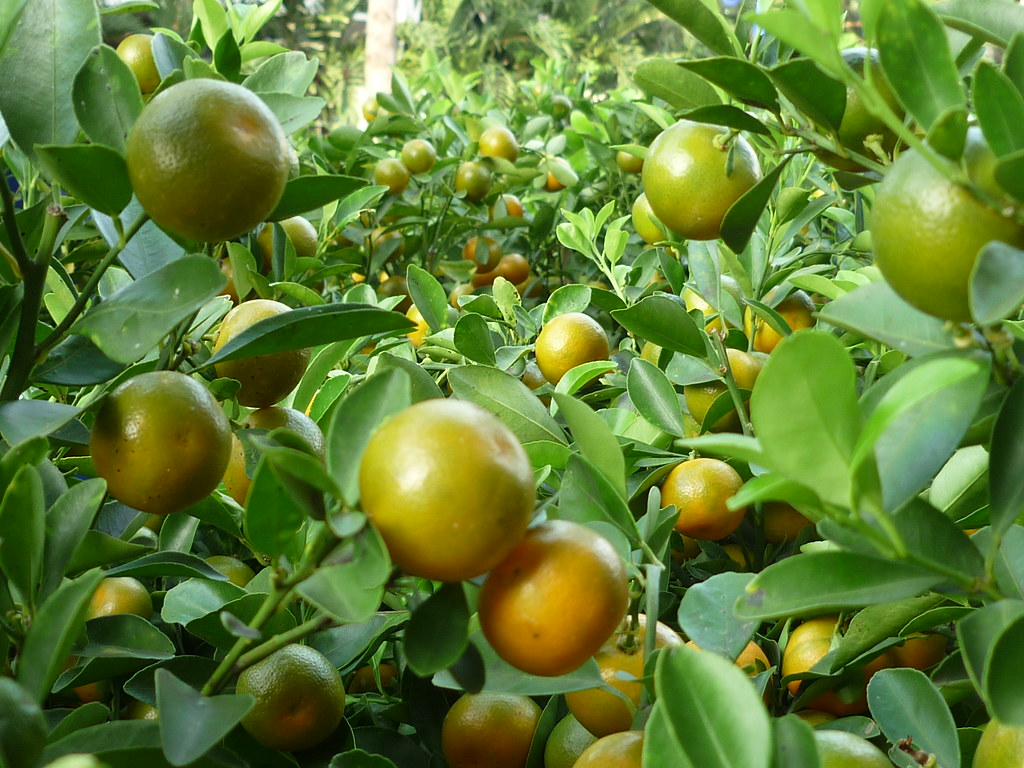 Citrus Trees: The Sunshine Scent (image credits: flickr)