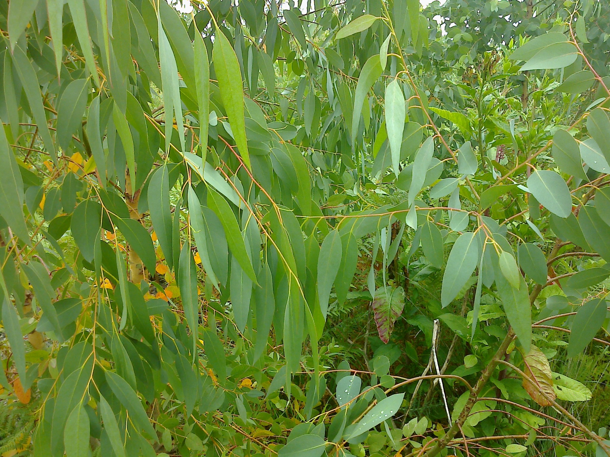 Eucalyptus: The Spa Experience (image credits: wikimedia)