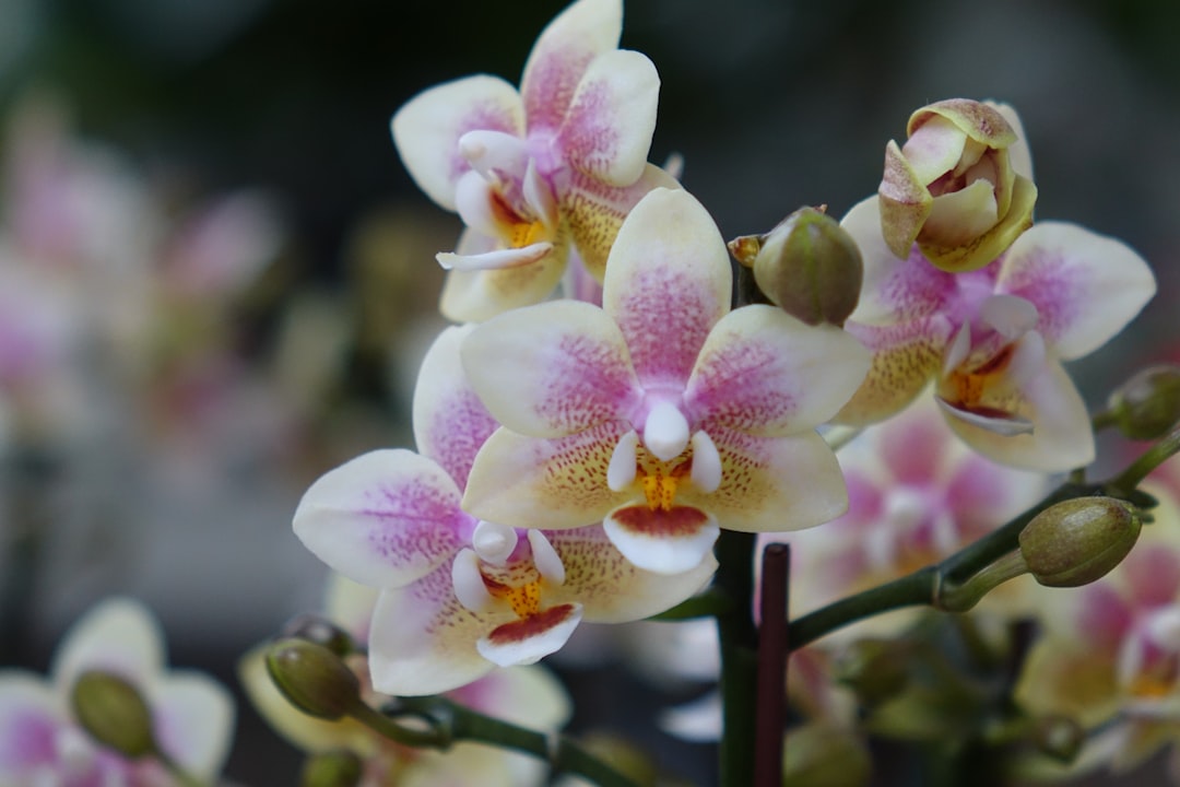 Orchids: The Surprising Scent Stars (image credits: unsplash)