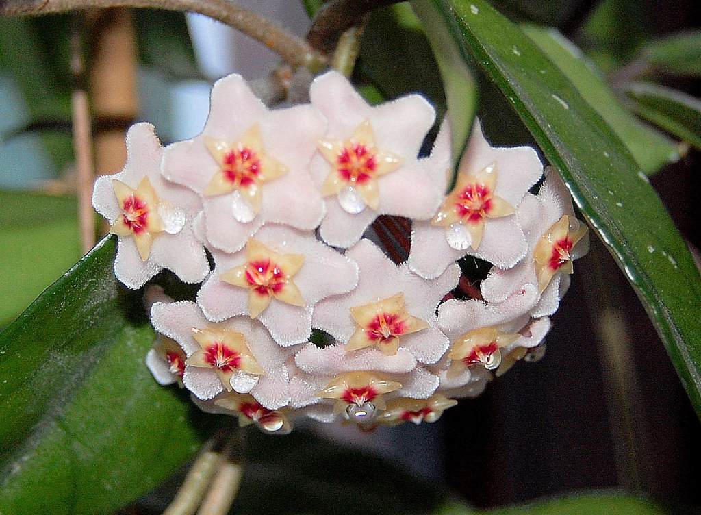 Hoya: The Waxy Wonder (image credits: flickr)