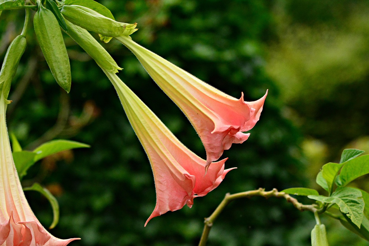 Angel's Trumpet: The Evening Enchanter (image credits: pixabay)