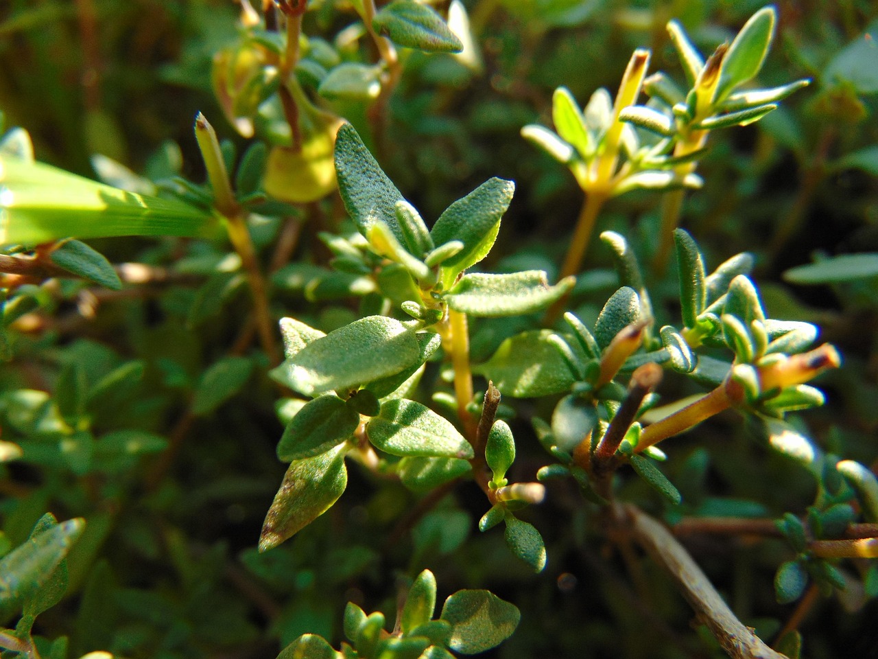 Thyme: The Gentle Aromatic (image credits: pixabay)