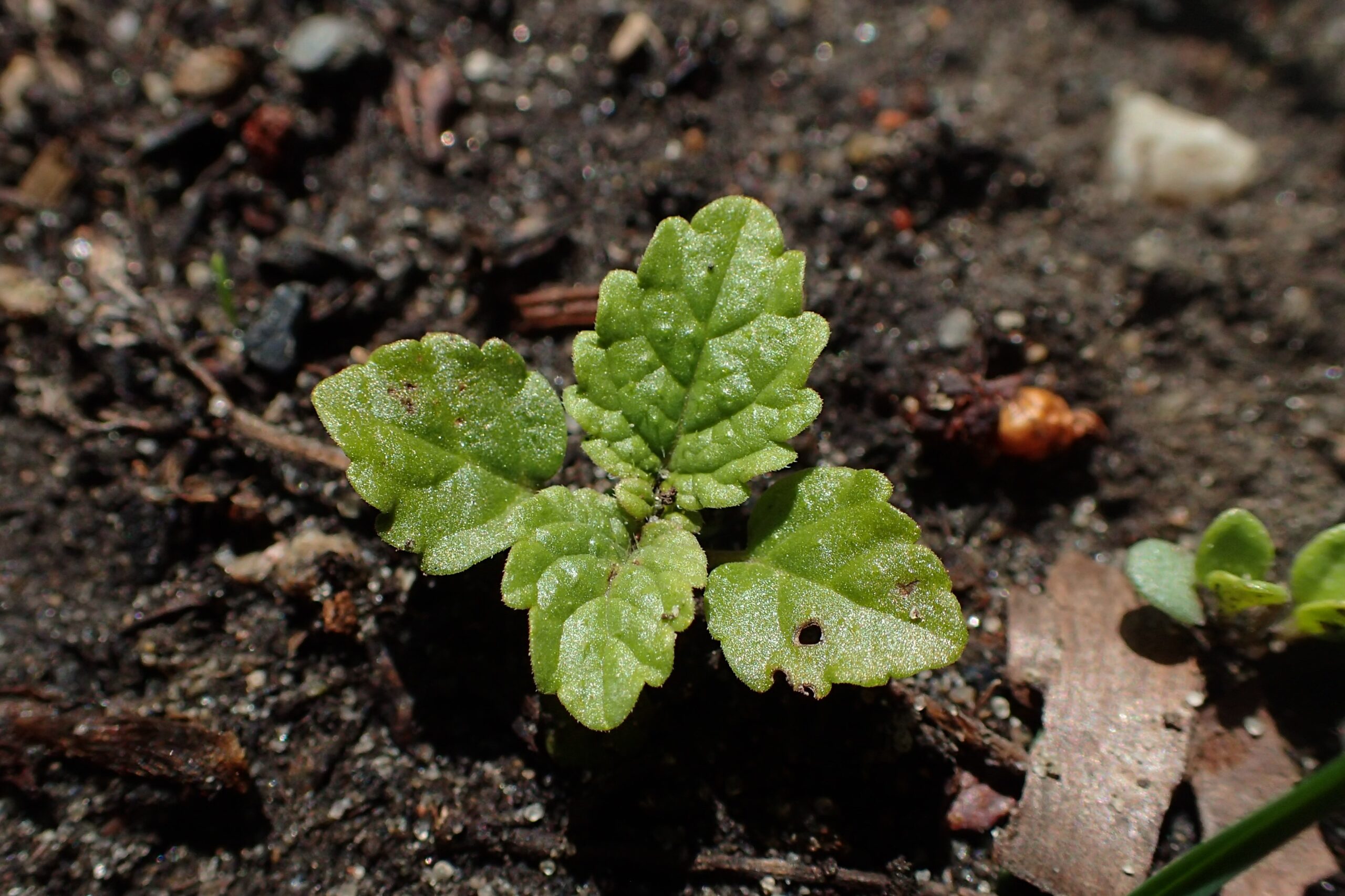Lemon Balm: The Citrusy Calmer (image credits: wikimedia)