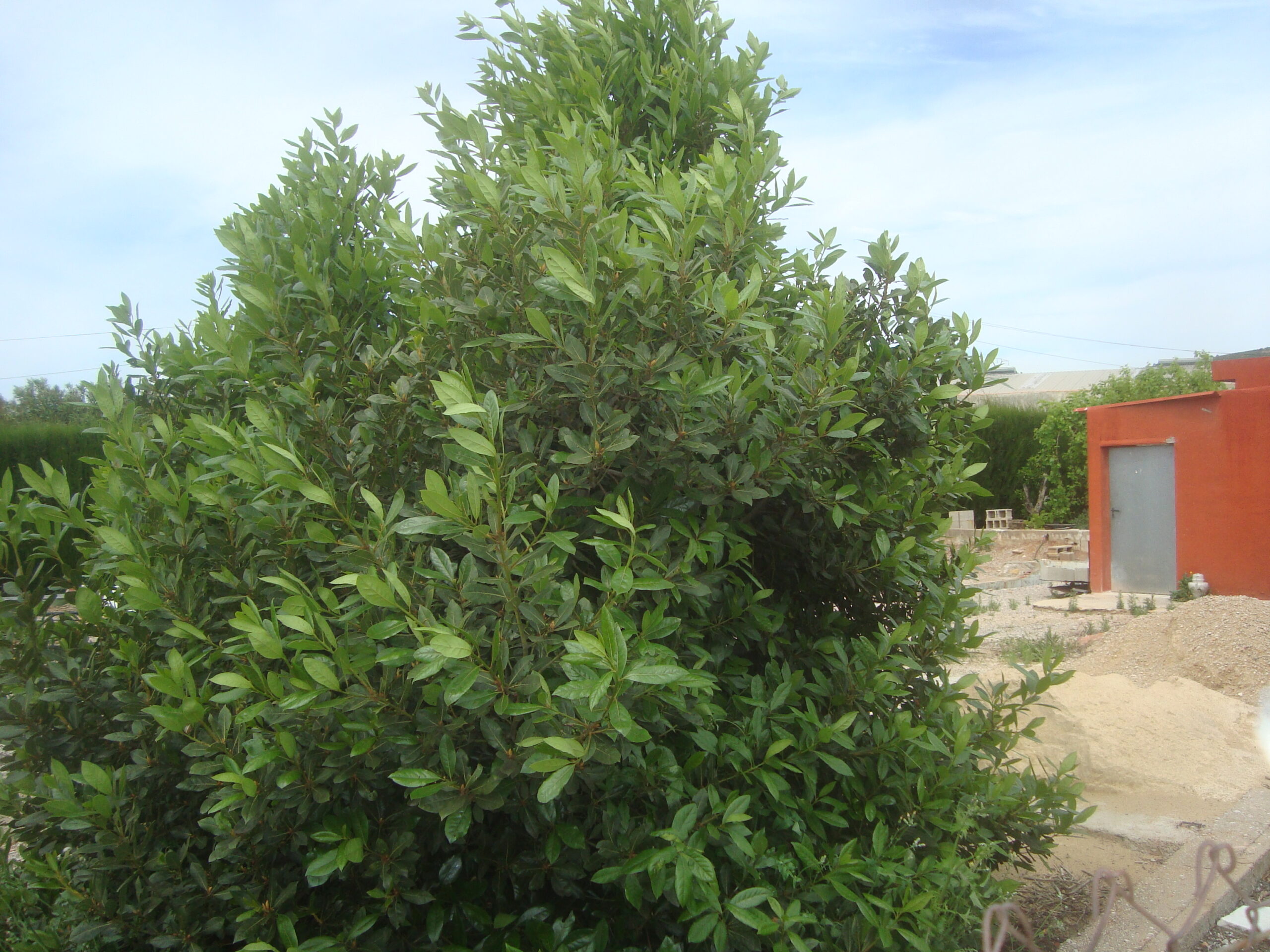 Sweet Bay: The Culinary Perfumer (image credits: wikimedia)