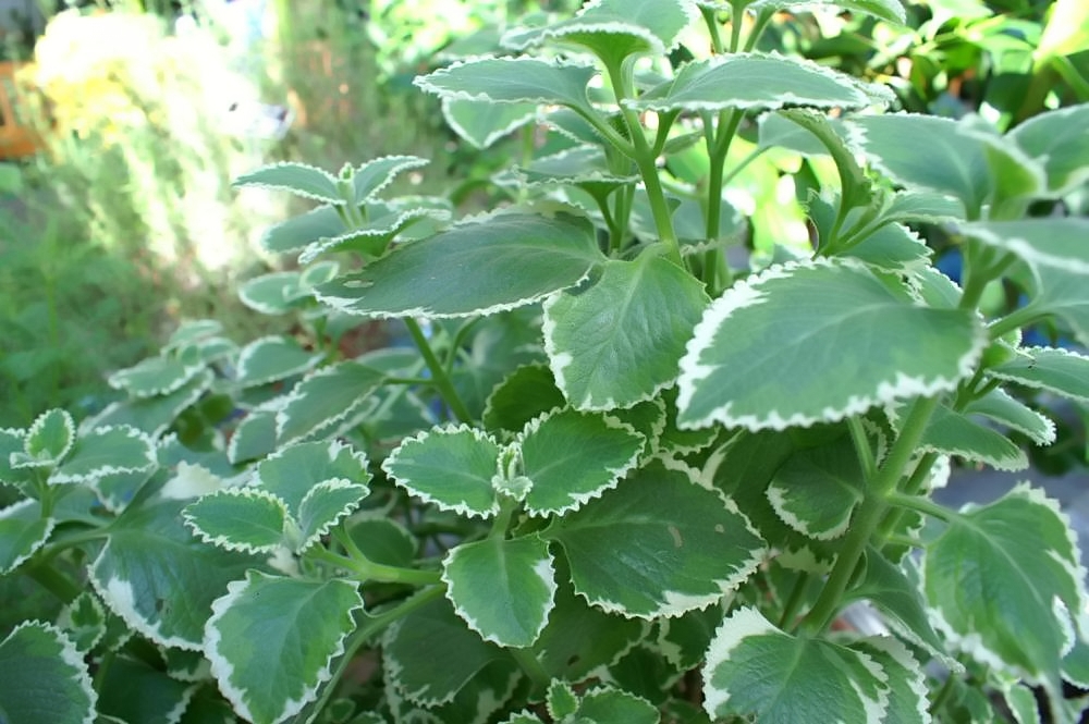 Cuban Oregano: The Spicy Surprise (image credits: wikimedia)