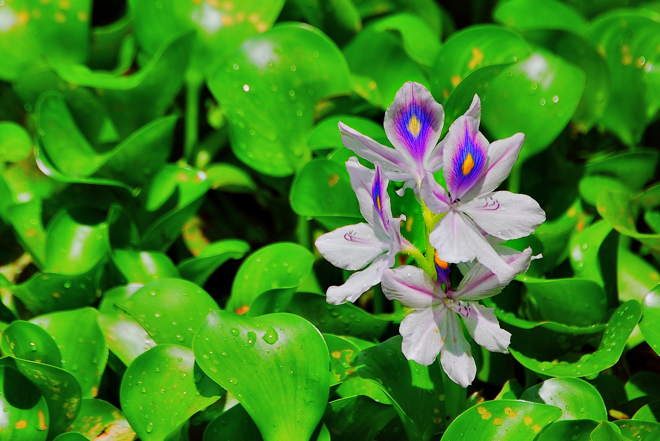Hyacinths: The Spring Awakeners (image credits: wikimedia)