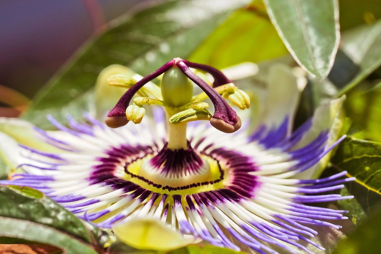 Passionflower: The Exotic Climber (image credits: pixabay)