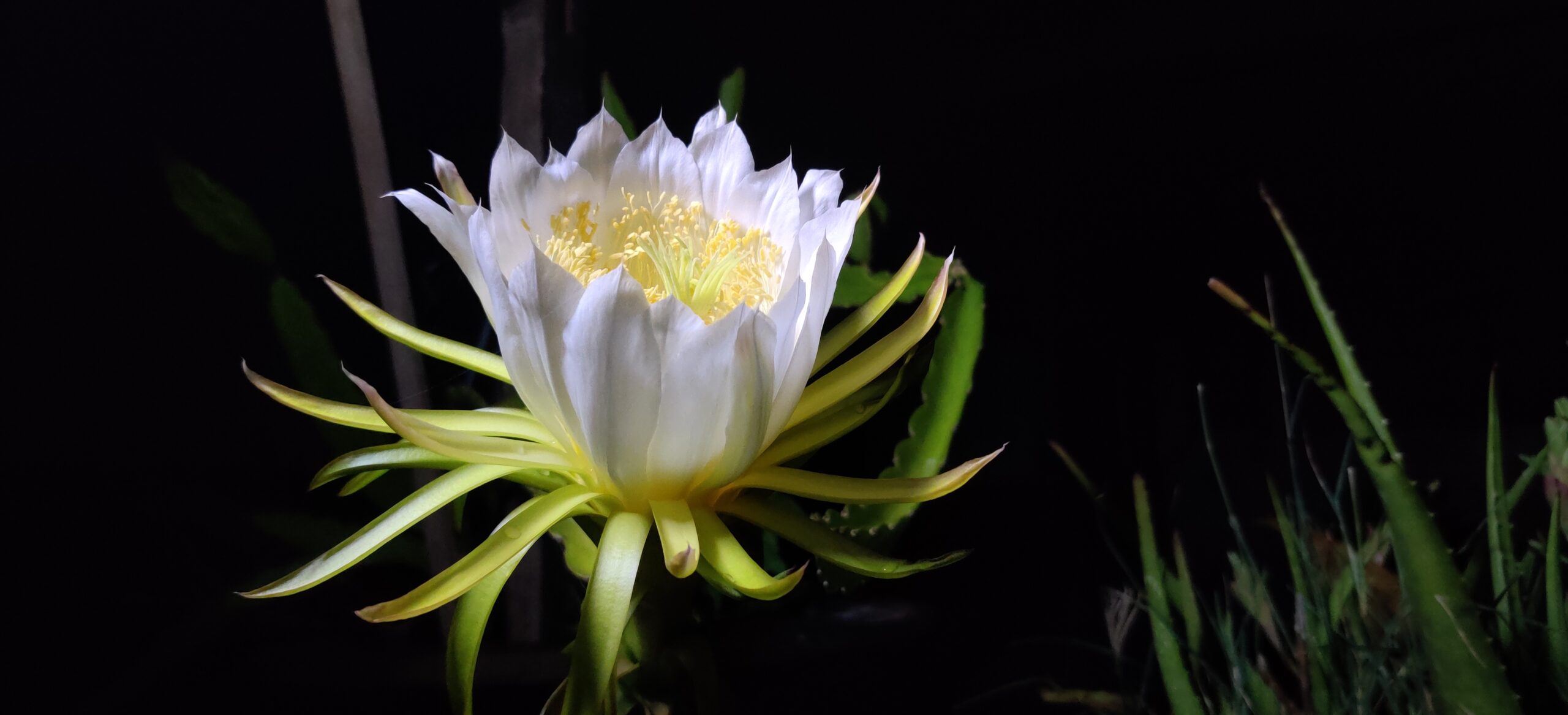 Night-Blooming Cereus: The Midnight Magic (image credits: wikimedia)