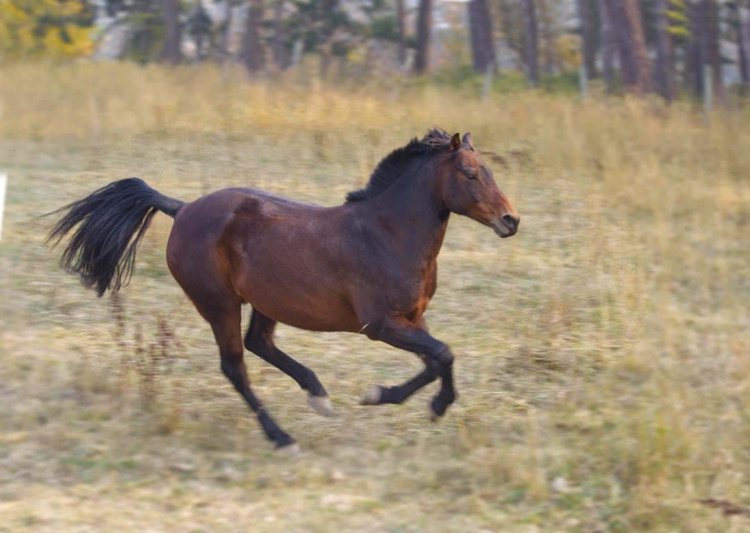 Thoroughbreds - The Racing Machine's Broken Dreams (image credits: unsplash)