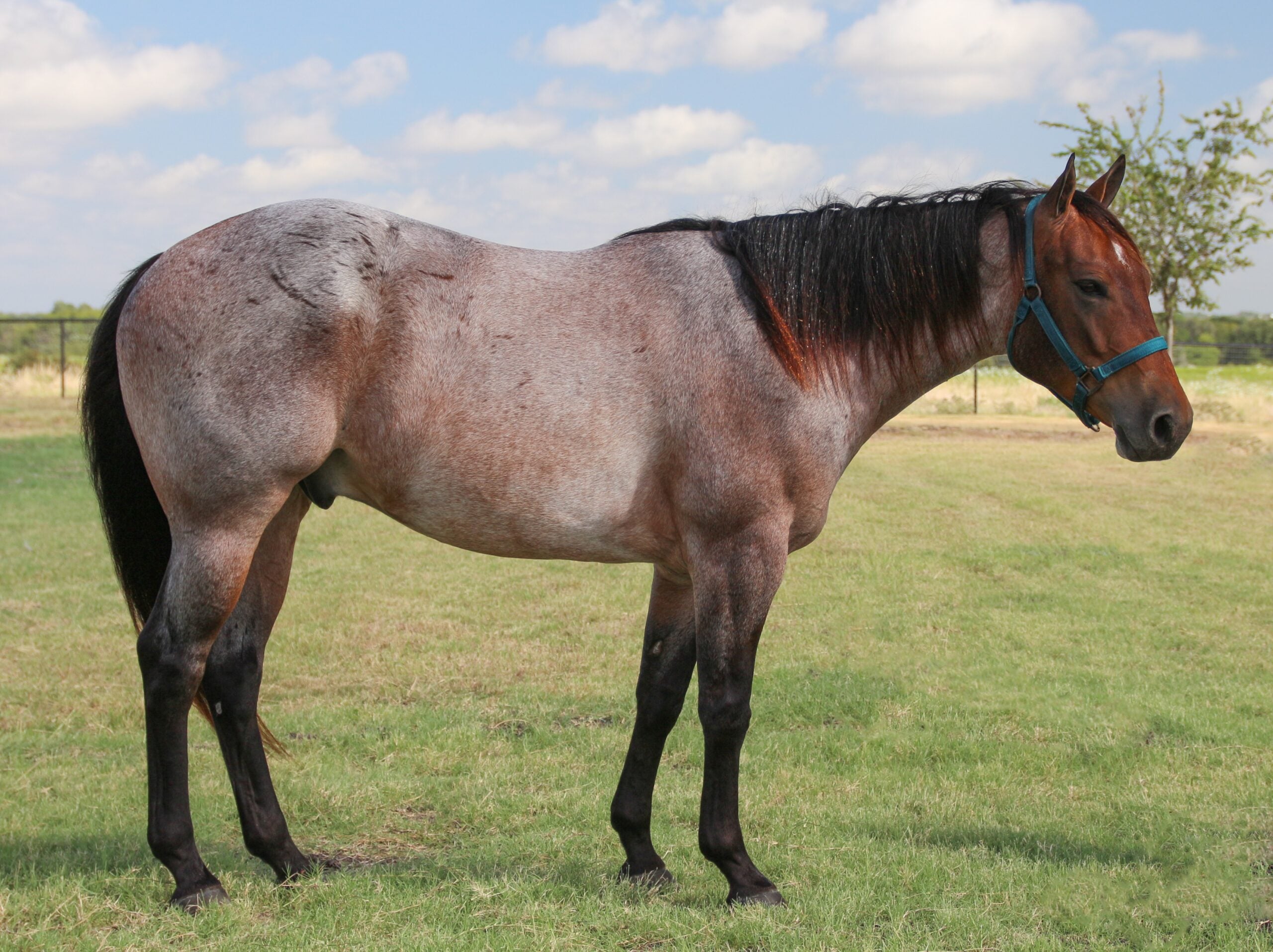 Quarter Horses - America's Most Popular Problem (image credits: wikimedia)