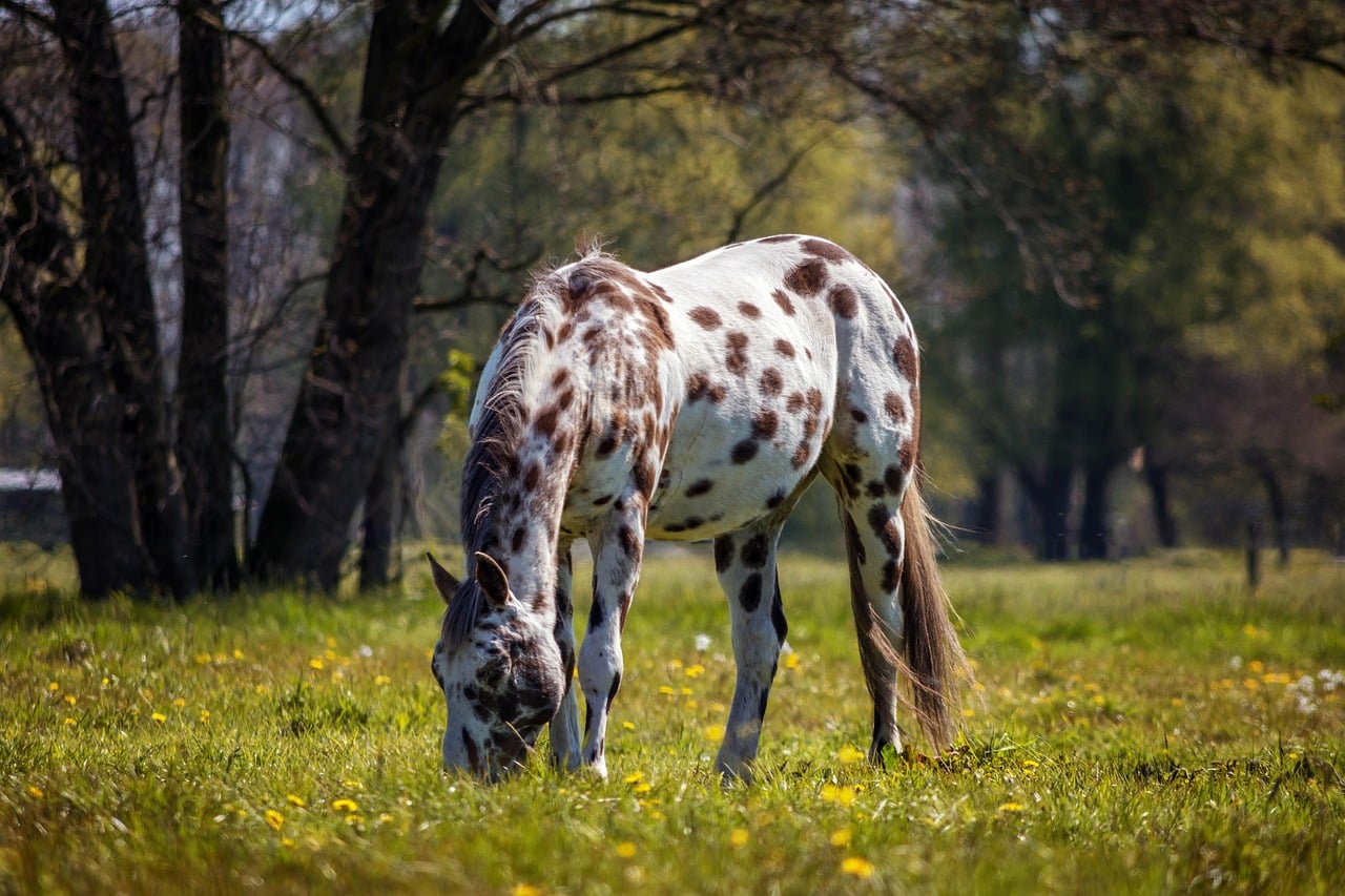 Appaloosas - Spotted Horses with Vision Problems (image credits: pixabay)