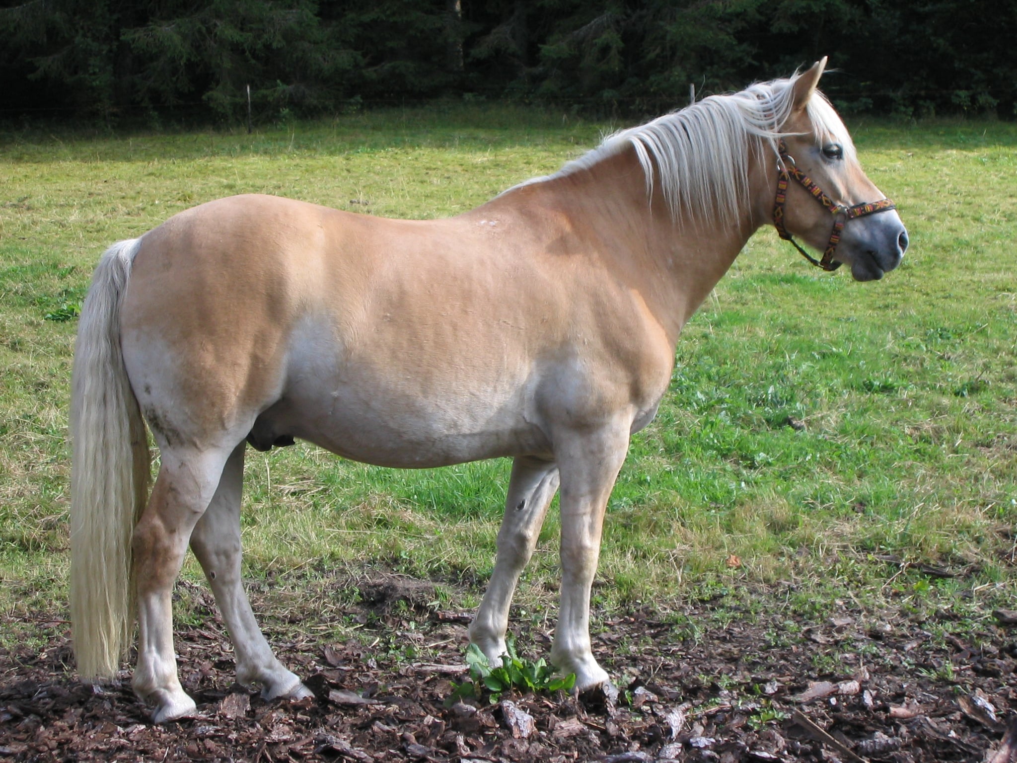 Haflingers - Pretty Ponies with Metabolic Mayhem (image credits: wikimedia)
