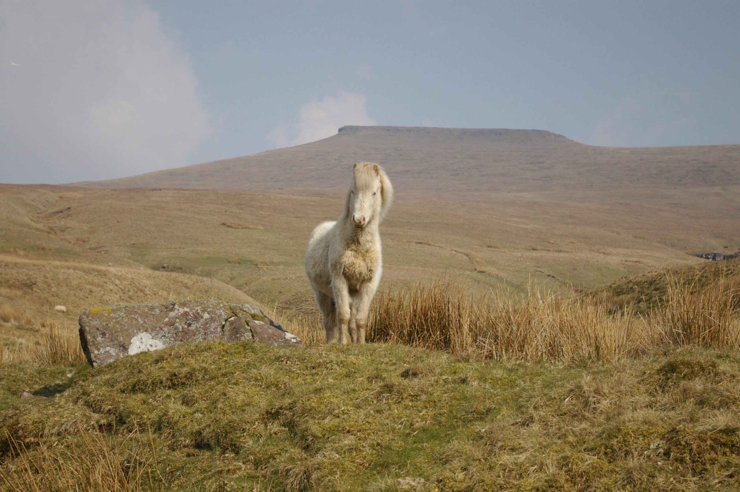Welsh Mountain Ponies - Small Packages, Big Problems (image credits: Transferred from en.wikipedia to Commons., CC BY-SA 3.0, https://commons.wikimedia.org/w/index.php?curid=3757432)