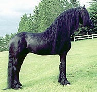Friesian Horses - Black Beauty with Hidden Flaws (image credits: flickr)