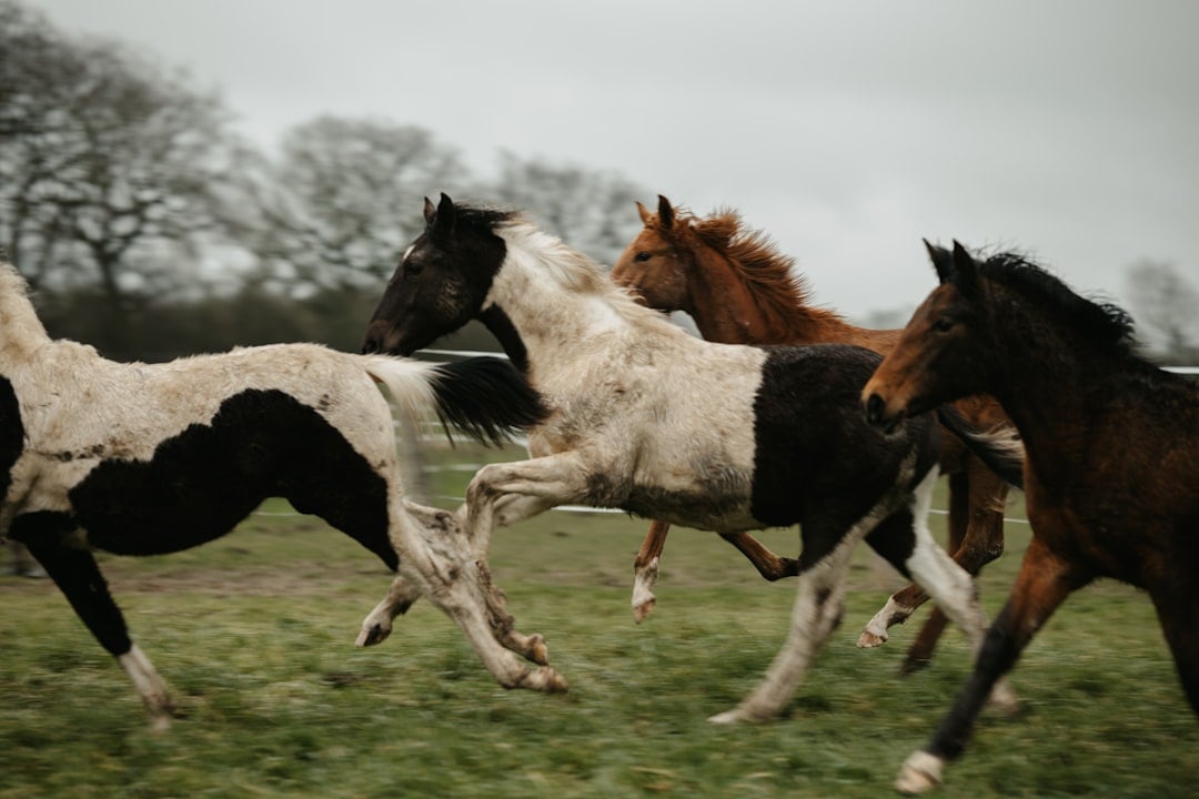 Standardbreds - Harness Racing's Health Hazards (image credits: unsplash)