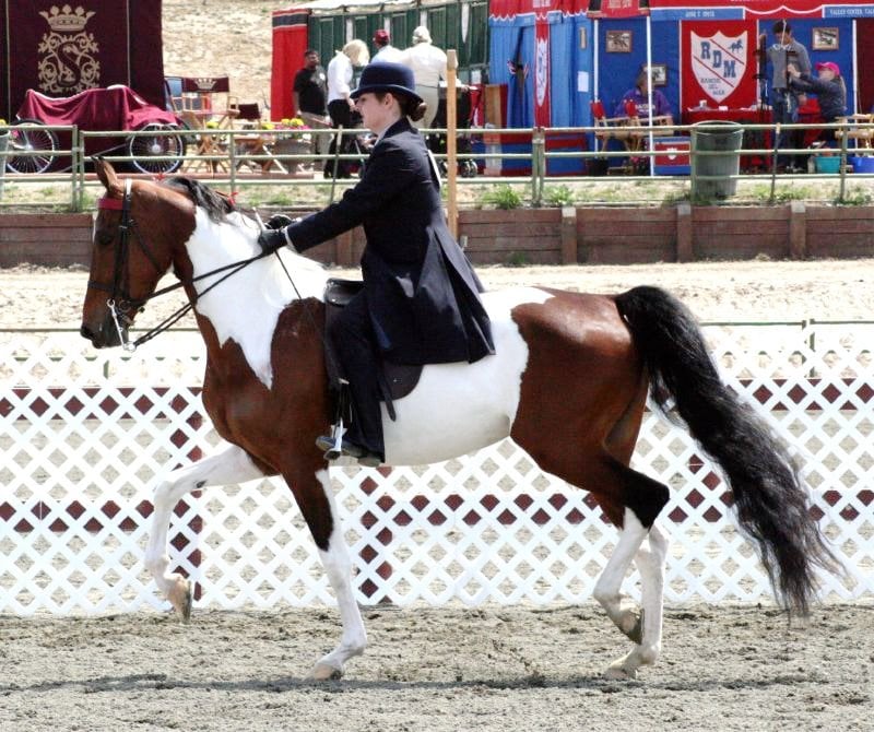 Saddlebreds - High-Stepping into Health Problems (image credits: wikimedia)