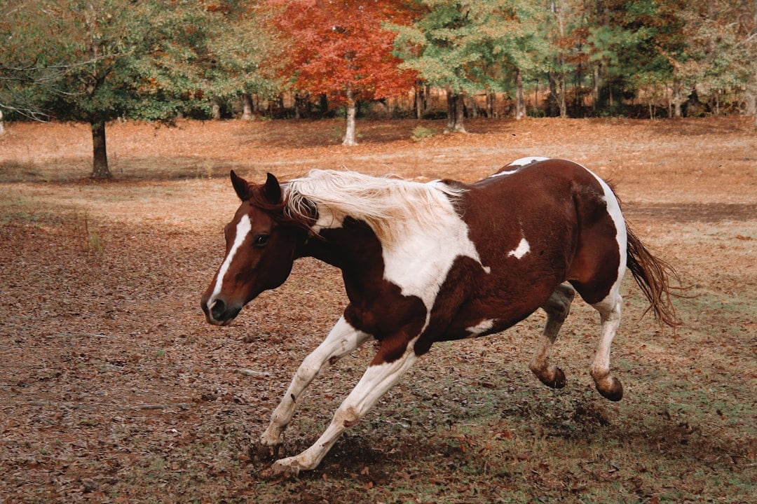 Paint Horses - Pretty Colors, Painful Genetics (image credits: unsplash)