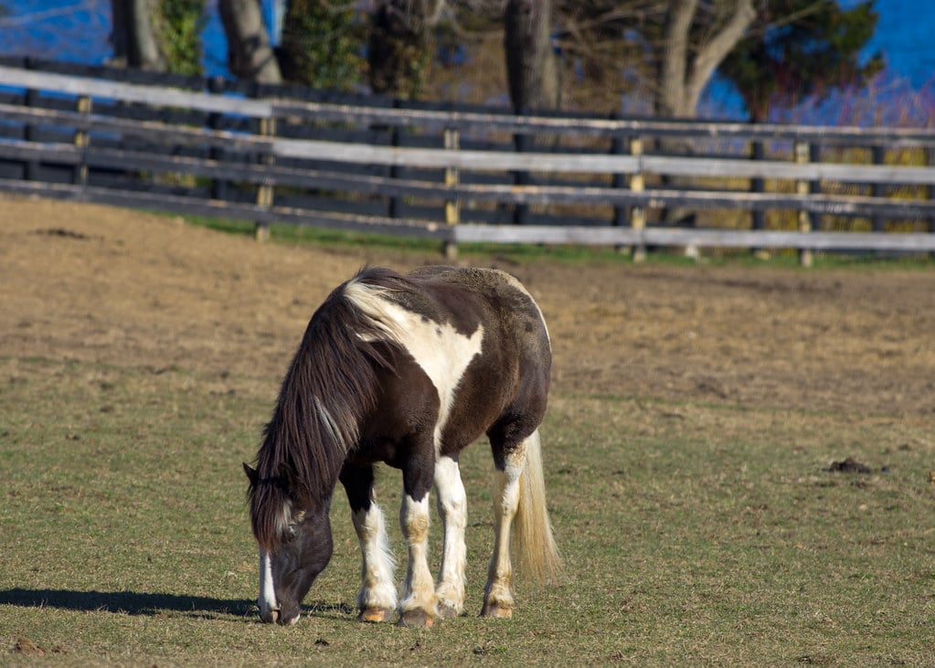 Miniature Horses - Tiny Bodies, Giant Health Issues (image credits: flickr)