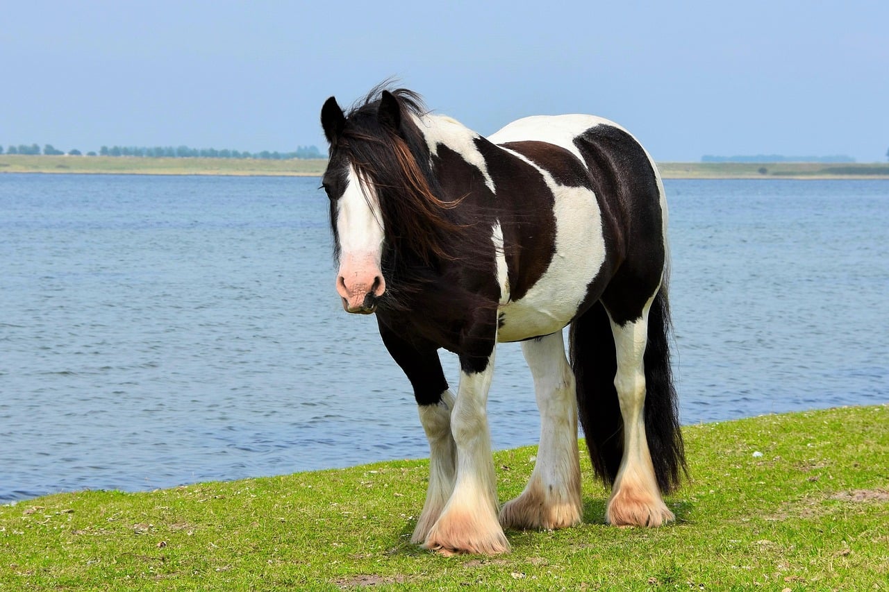 Cob Types - Traditional Breeds with Modern Problems (image credits: pixabay)