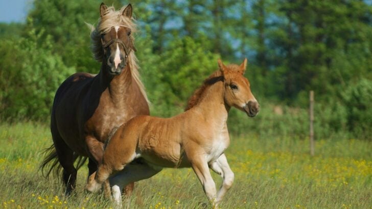 15 Popular Horse Breeds Vets Secretly Wish You’d Stop Choosing